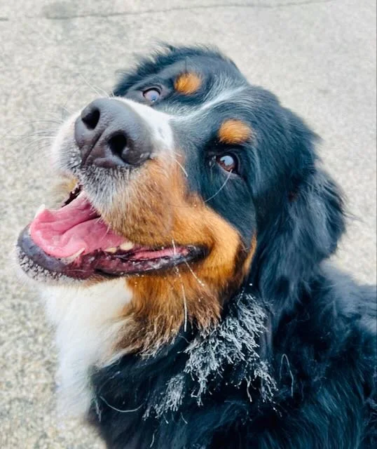 Pozy Clarkia — Kaibab Bernese Mountain Dogs